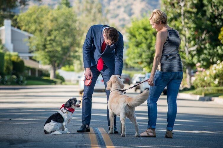 dogs